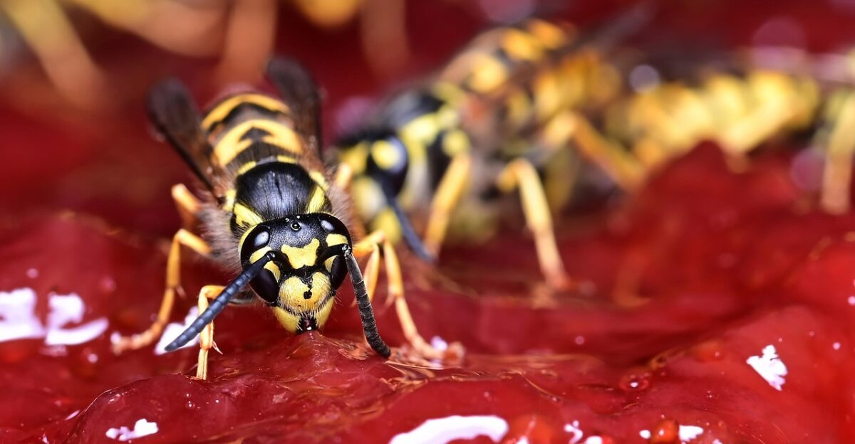 wasp jam insects entomology wasp on jam common wasp german wasp wasp wasp wasp wasp wasp