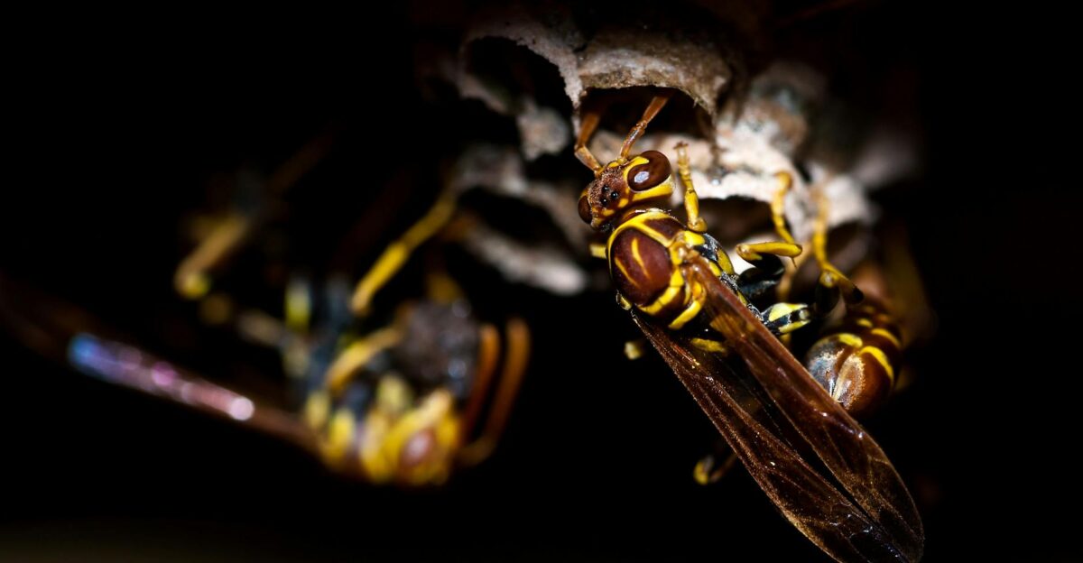 Detailed macro shot of wasps tending to their paper nest showcasing their intricate natural behavior