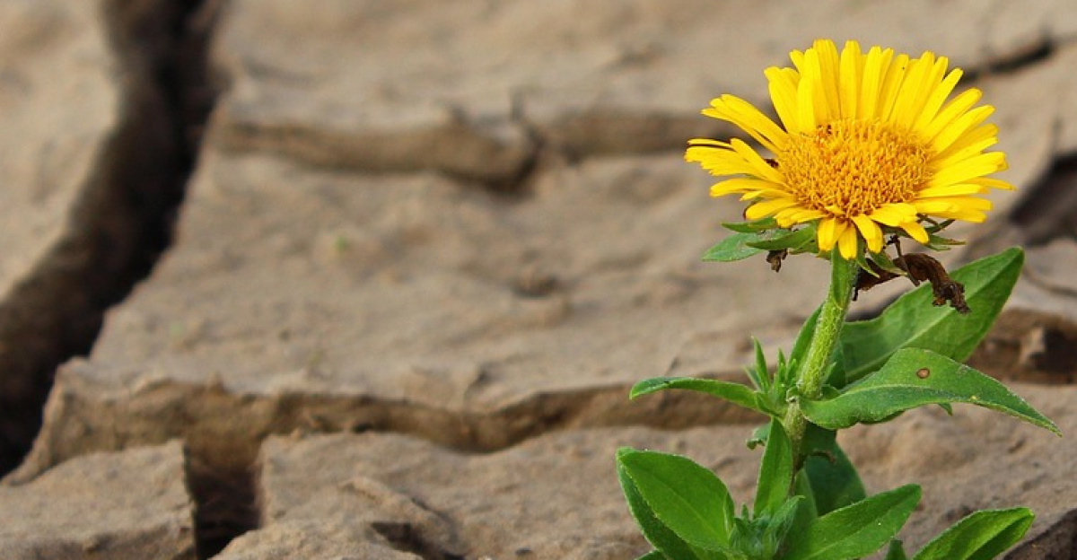 flower, life, yellow flower, flower background, nature, crack, desert, drought, flower wallpaper, survival, loneliness, dry, beautiful flowers, dirt, single flower, bloom, blossom, yellow petals